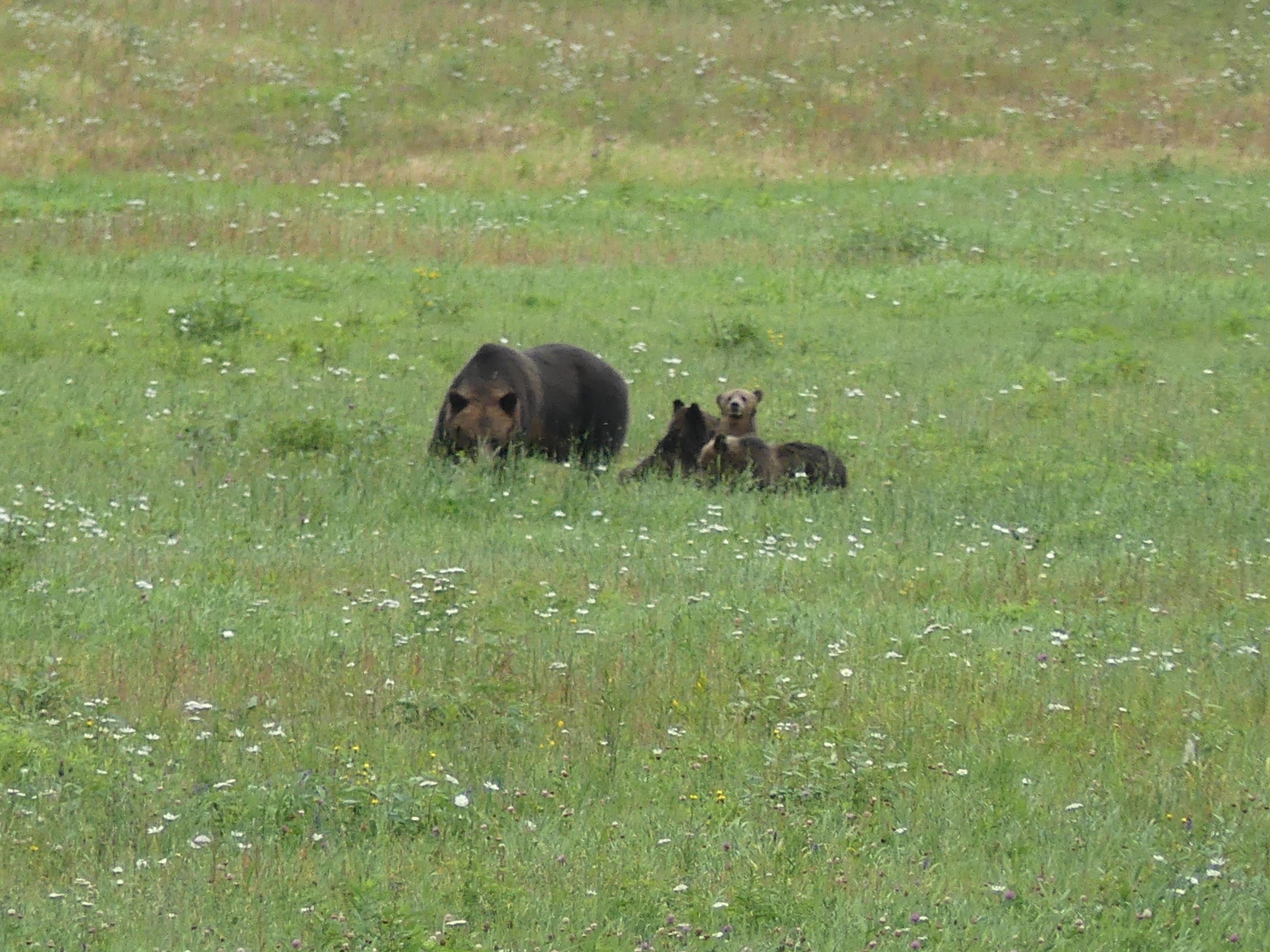 Grizzly bear with her three cubs on a grassy meadow