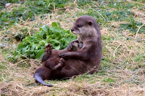 Otter, Keswick Wildlife Park